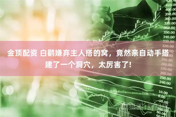 金顶配资 白鹳嫌弃主人搭的窝，竟然亲自动手搭建了一个洞穴，太厉害了!